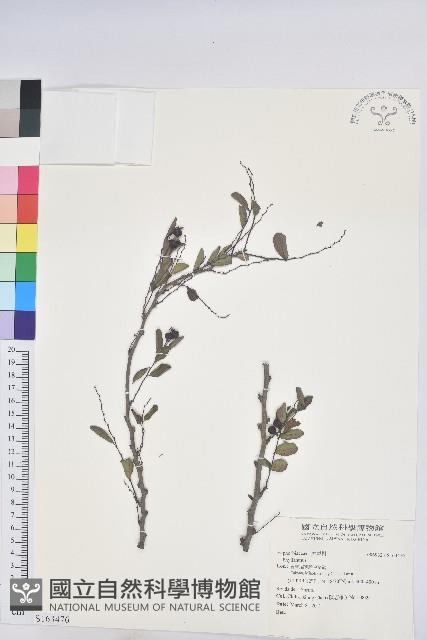 登錄號:S163476藏品圖，第1張