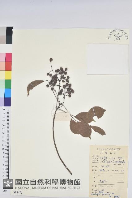 茄苳、重陽木藏品圖，第1張