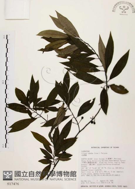 Moutain Spicy Tree Collection Image