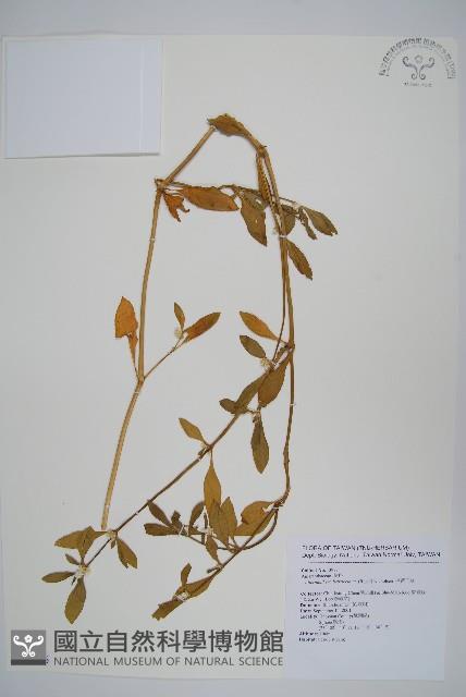 毛蓮子草藏品圖，第1張