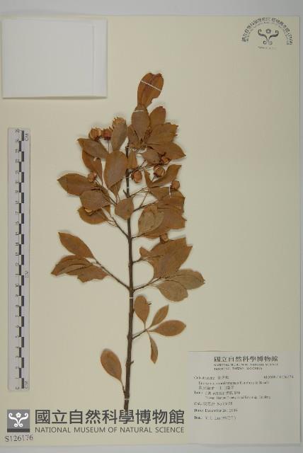 黃氏衛矛、玉山衛矛藏品圖，第1張