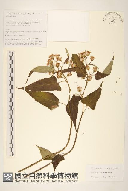 革苞千里光藏品圖，第1張