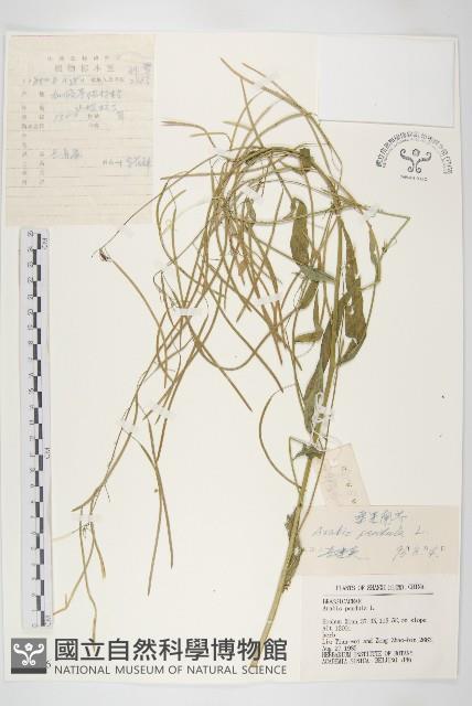 Accession Number:S036176 Collection Image, Figure 1, Total 3 Figures