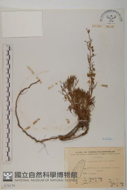 高山艾藏品圖，第1張