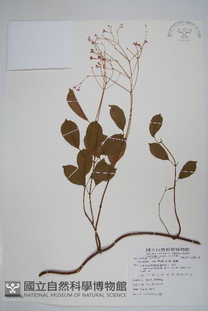 酸藤藏品圖，第1張