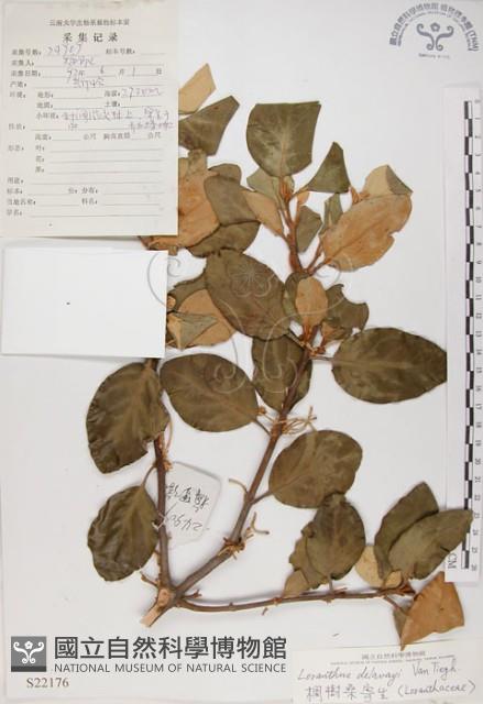 椆樹桑寄生, 大葉榿寄生藏品圖，第1張