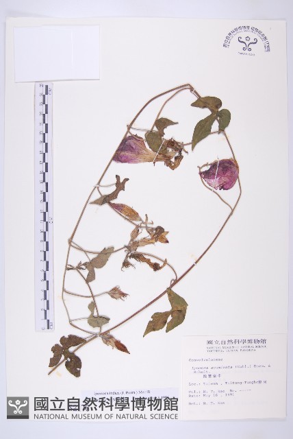 銳葉牽牛藏品圖，第1張