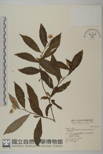 大頭艾納香藏品圖，第1張