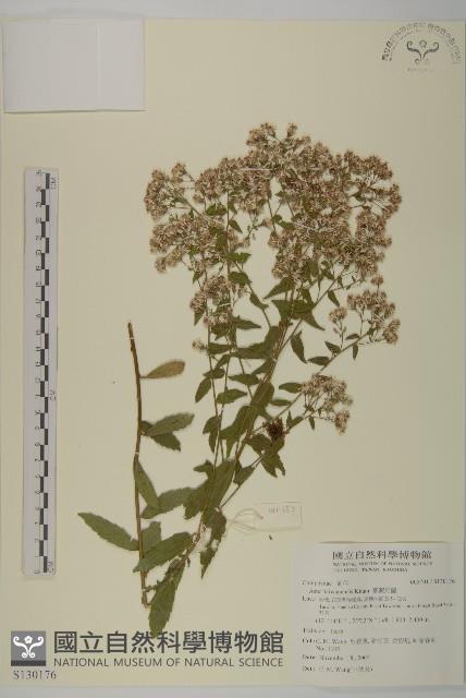 臺灣馬蘭藏品圖，第1張