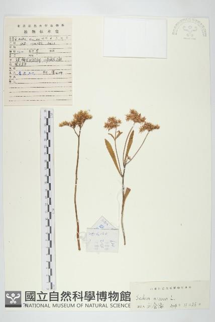 費菜藏品圖，第1張