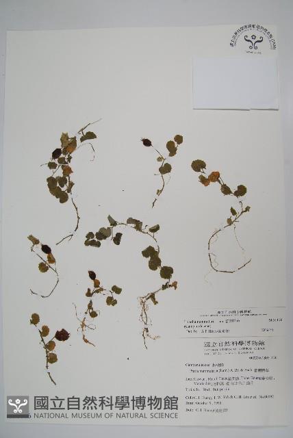 普刺特草藏品圖，第1張