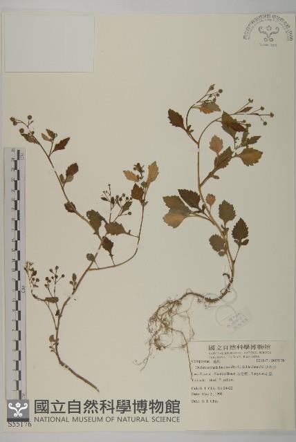 茯苓菜藏品圖，第1張