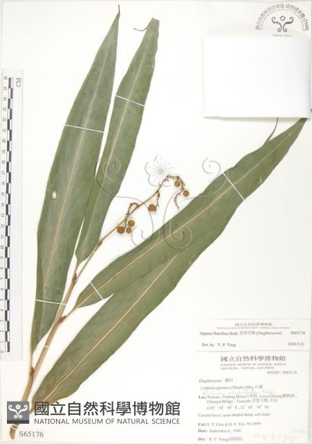 呂宋月桃藏品圖，第1張