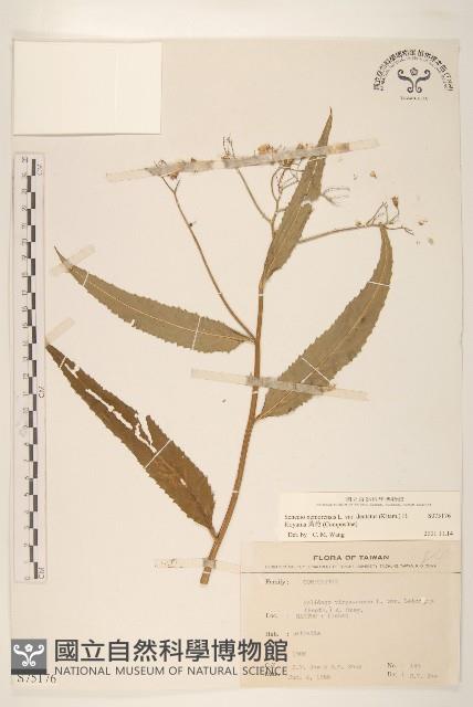 黃菀藏品圖，第1張