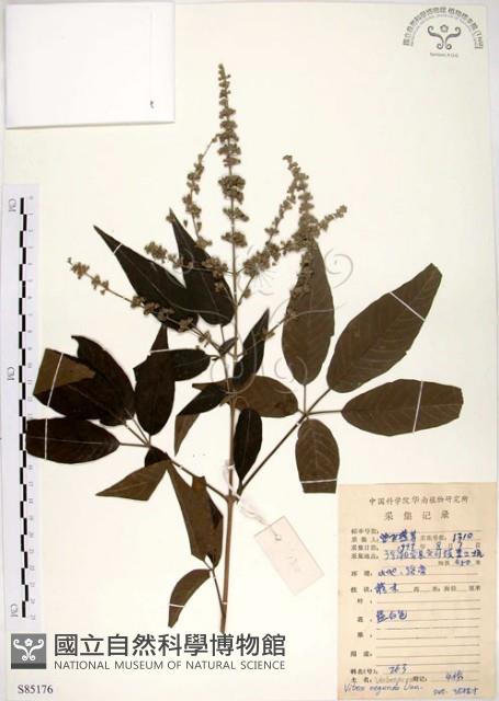 黃荊藏品圖，第1張