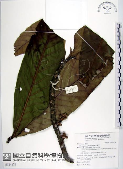 蘭嶼木薑子藏品圖，第1張