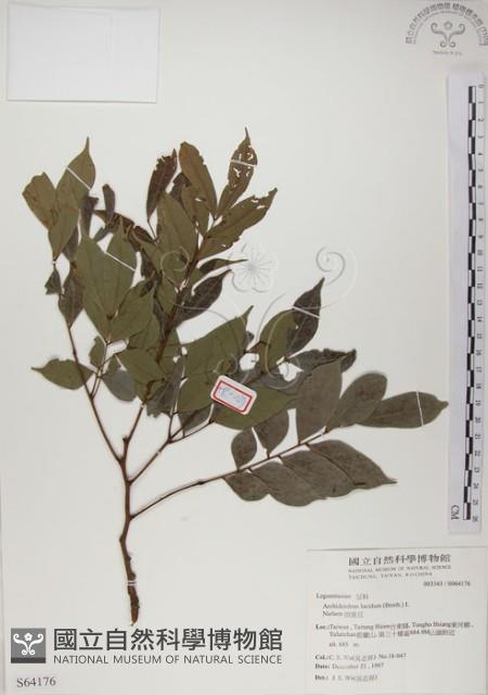 頷垂豆藏品圖，第1張