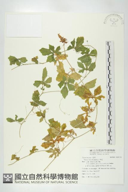 苦瓜藏品圖，第1張