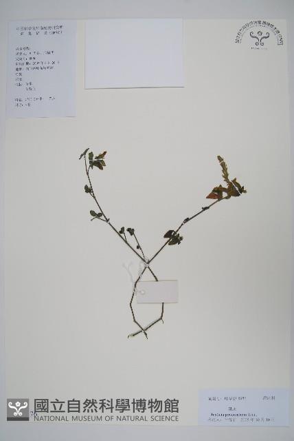 爵床藏品圖，第1張