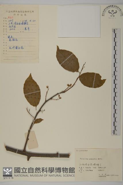 過山楓藏品圖，第1張