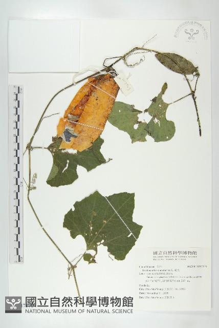 瓜葉栝樓藏品圖，第1張