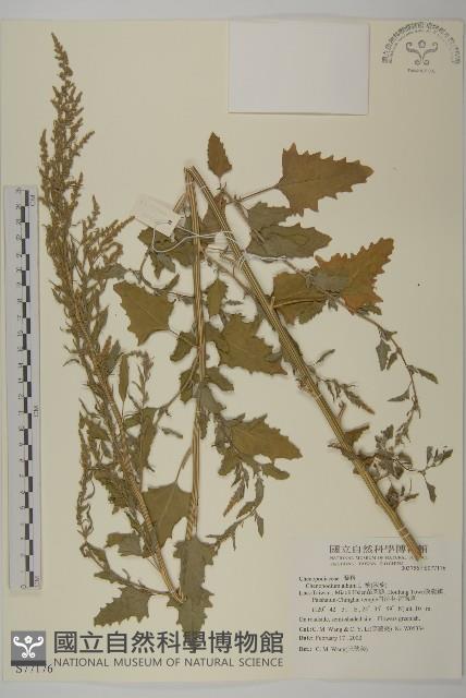 藜、灰藜藏品圖，第1張