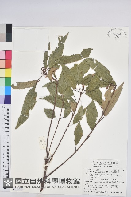 粗糠柴藏品圖，第1張