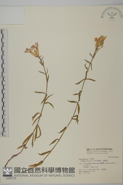 石竹、洛陽花、剪絨花藏品圖，第1張