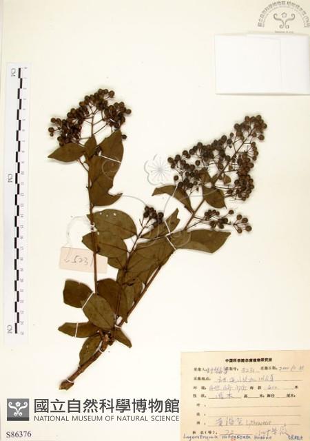 九芎藏品圖，第1張