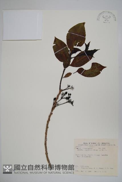 長花厚殼樹藏品圖，第1張