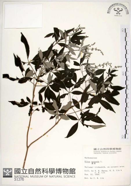 黃荊藏品圖，第1張