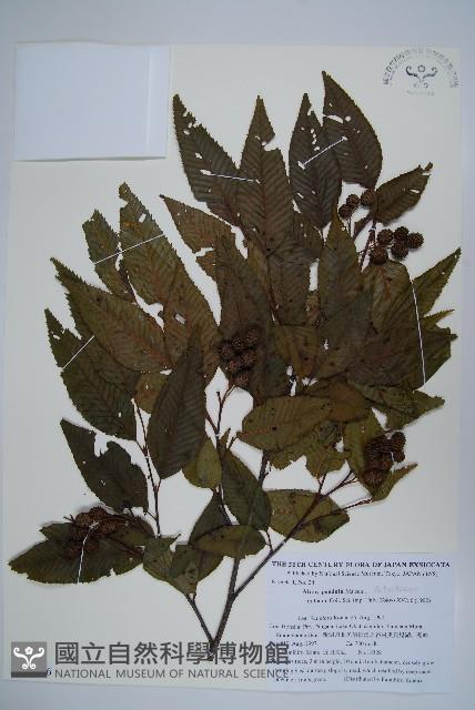 登錄號:S111376藏品圖，第1張