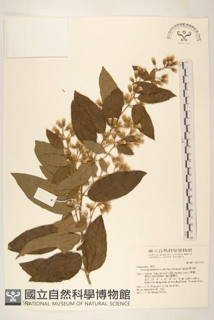 過山龍藏品圖，第1張