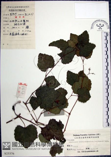 漢氏山葡萄藏品圖，第1張