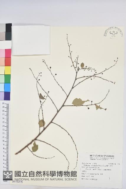 多花油柑、白仔藏品圖，第1張