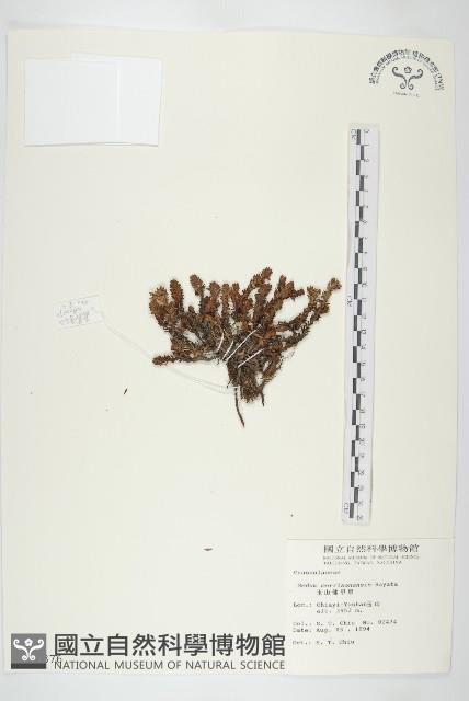 玉山佛甲草藏品圖，第1張