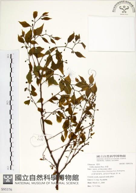 朴樹藏品圖，第1張
