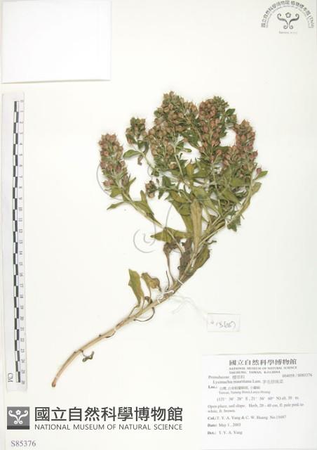 茅毛珍珠菜藏品圖，第1張