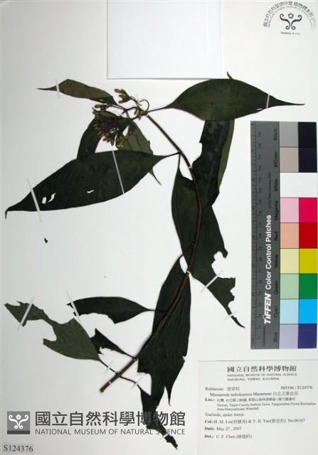 台北玉葉金花藏品圖，第1張