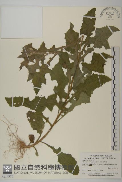 裂葉艾納香藏品圖，第1張