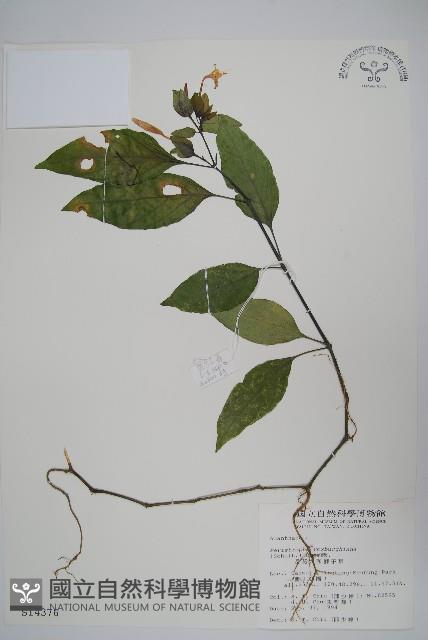 長花九頭獅子草、山藍藏品圖，第1張