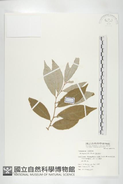 藤胡頹子藏品圖，第1張