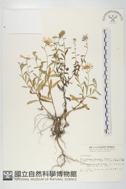 臺灣狗娃花藏品圖，第1張