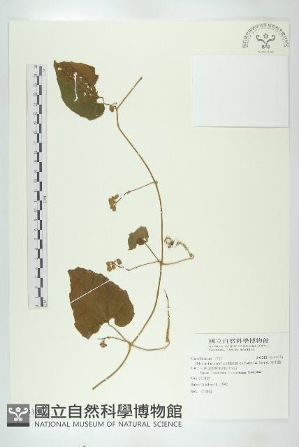 青牛膽藏品圖，第1張