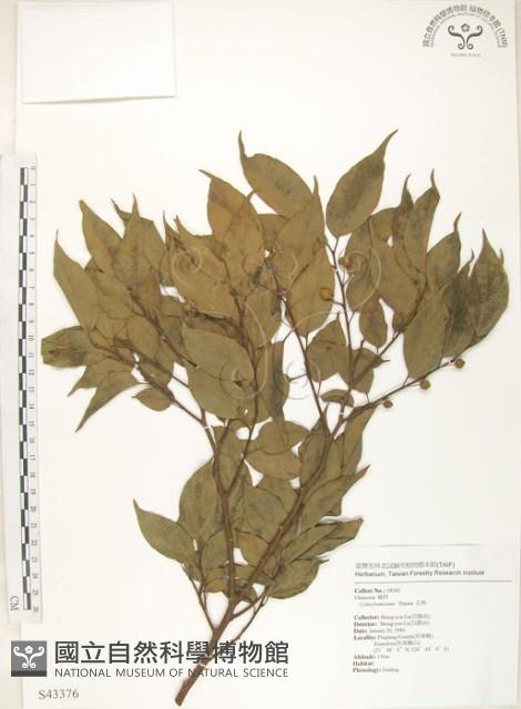 石朴藏品圖，第1張