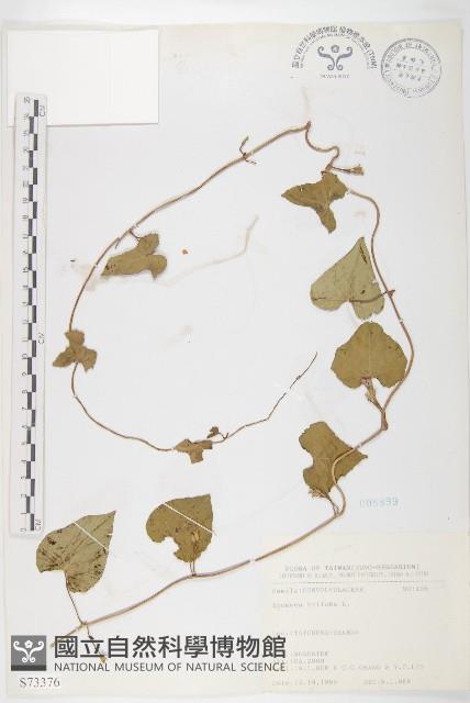 紅花野牽牛藏品圖，第1張