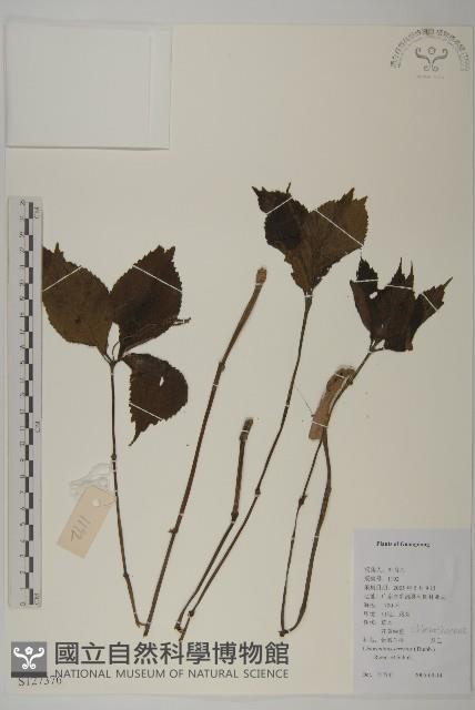 及己藏品圖，第1張