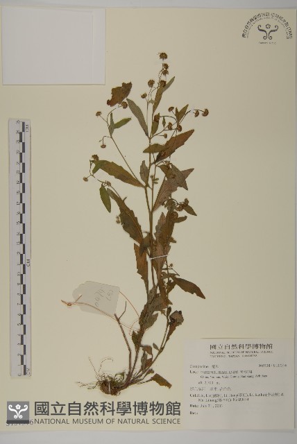 登錄號:S137376藏品圖，第1張