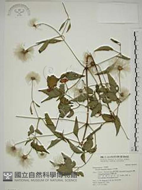 Accession Number:S016876 Collection Image, Figure 1, Total 2 Figures