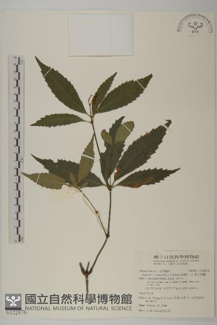 草珊瑚、紅果金粟蘭藏品圖，第1張